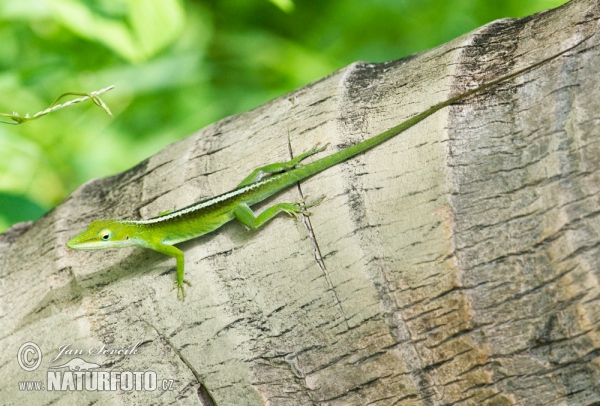 Anolis porcatus