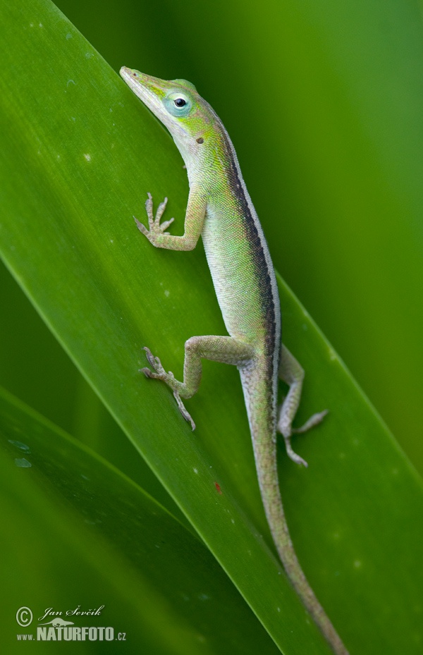 Anolis porcatus