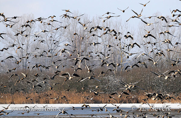 Anseriformes