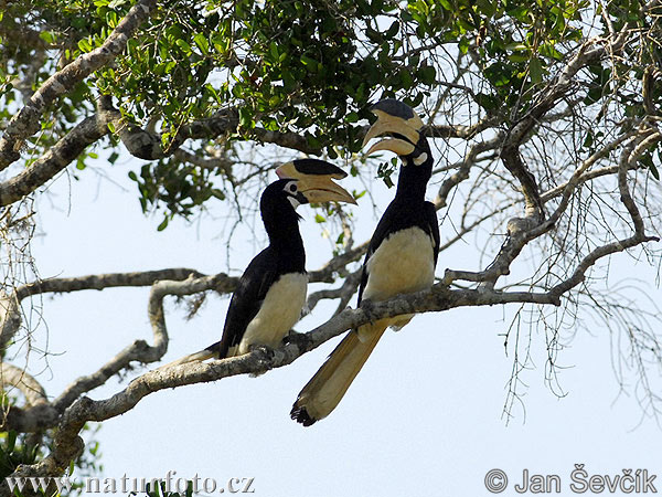 Anthracoceros coronatus