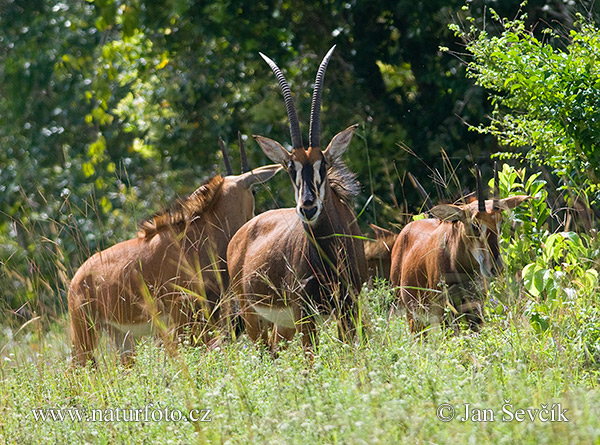 Antilope nera