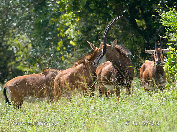 Antilope nera