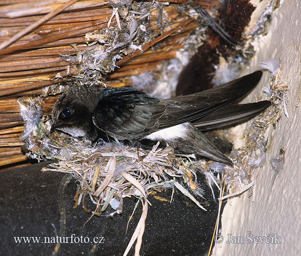 Apus affinis