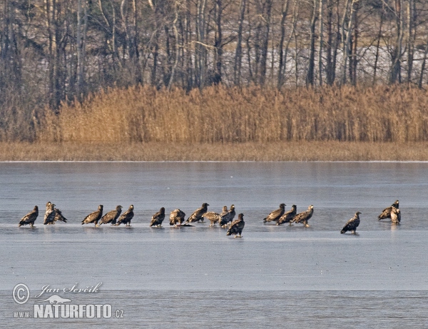 Aquila di mare dalla coda bianca