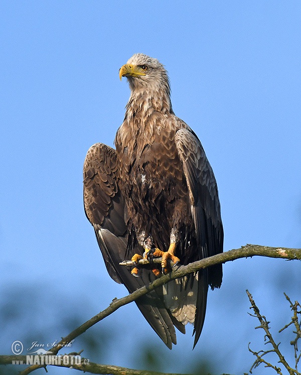 Aquila di mare dalla coda bianca