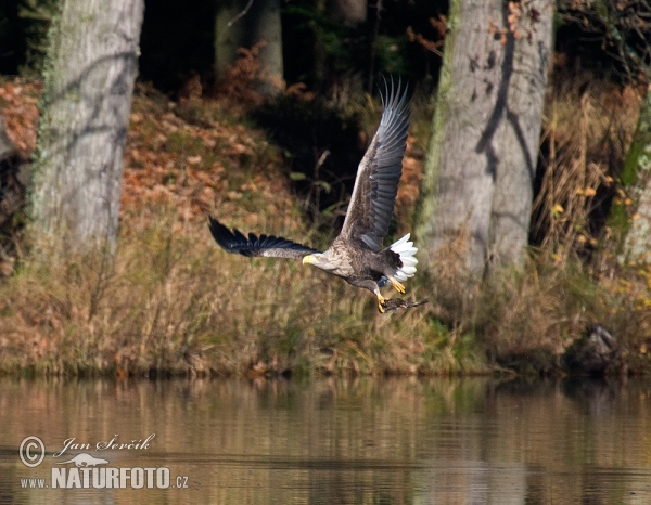 Aquila di mare dalla coda bianca