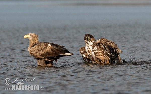 Aquila di mare dalla coda bianca