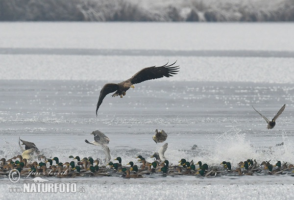 Aquila di mare dalla coda bianca