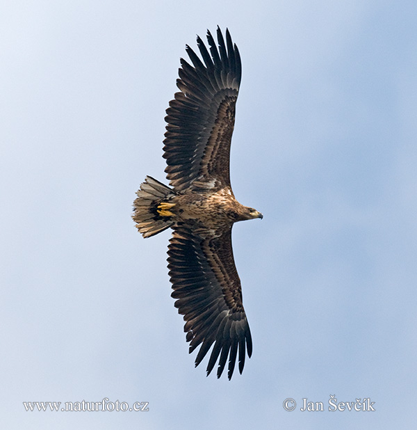 Aquila di mare dalla coda bianca