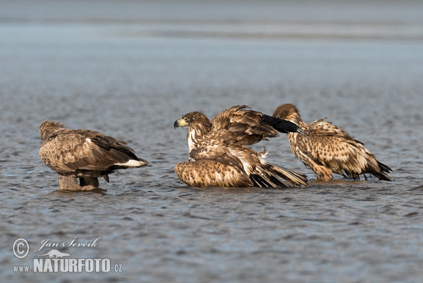 Aquila di mare dalla coda bianca