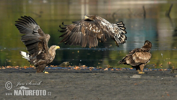 Aquila di mare dalla coda bianca