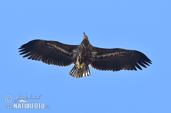 Aquila di mare dalla coda bianca