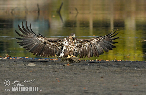 Aquila di mare dalla coda bianca