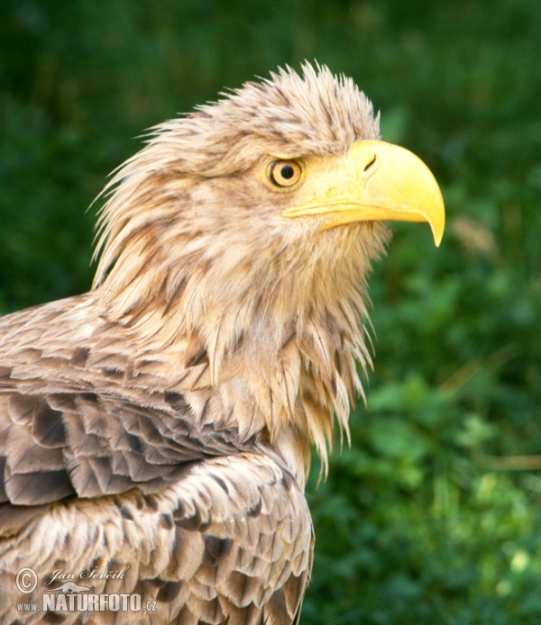 Aquila di mare dalla coda bianca