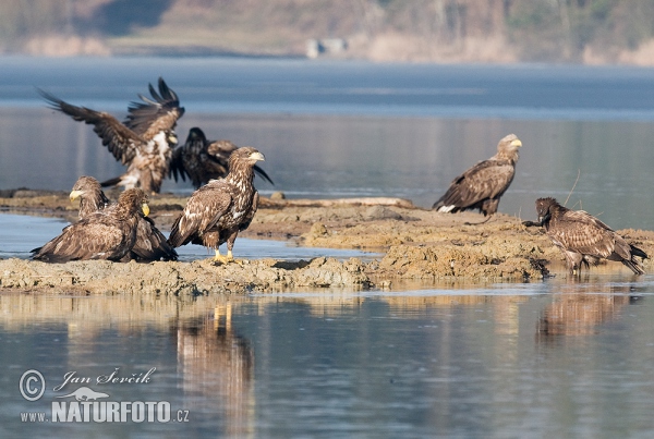 Aquila di mare dalla coda bianca