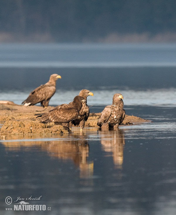 Aquila di mare dalla coda bianca