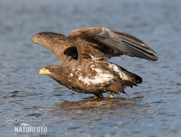 Aquila di mare dalla coda bianca