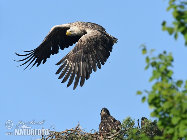 Aquila di mare dalla coda bianca