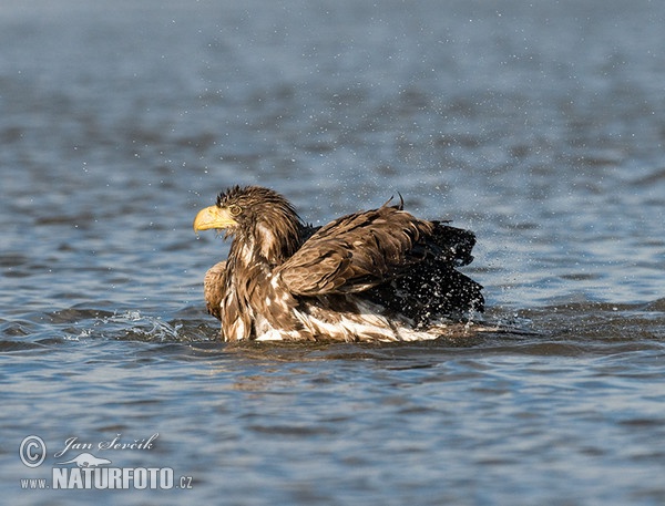 Aquila di mare dalla coda bianca