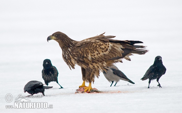 Aquila di mare dalla coda bianca