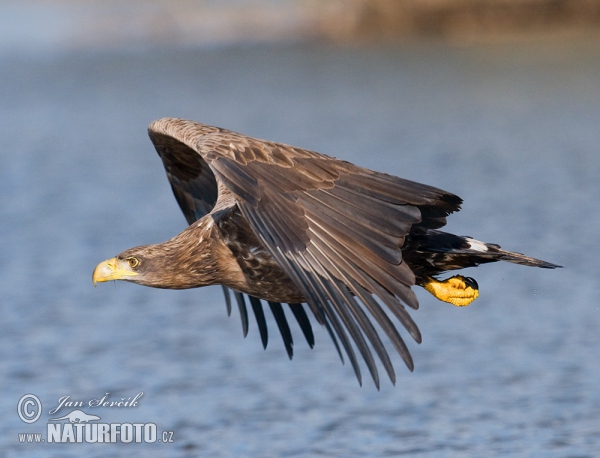 Aquila di mare dalla coda bianca