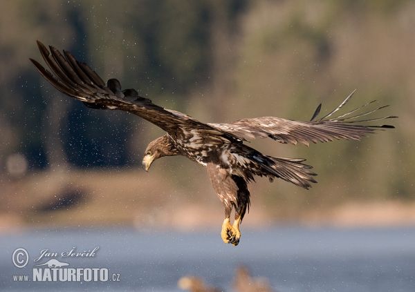 Aquila di mare dalla coda bianca