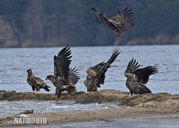 Aquila di mare dalla coda bianca