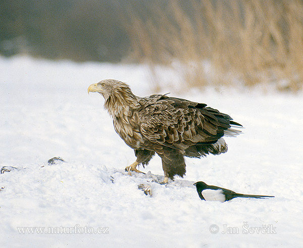 Aquila di mare dalla coda bianca