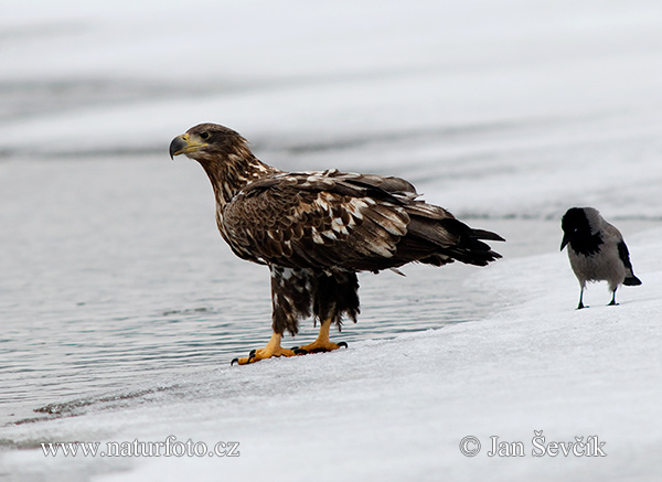 Aquila di mare dalla coda bianca