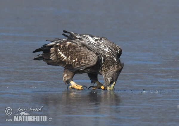 Aquila di mare dalla coda bianca