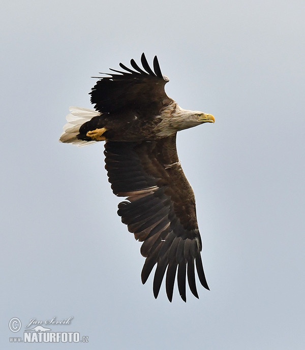 Aquila di mare dalla coda bianca