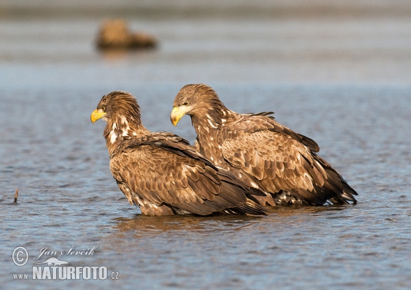 Aquila di mare dalla coda bianca