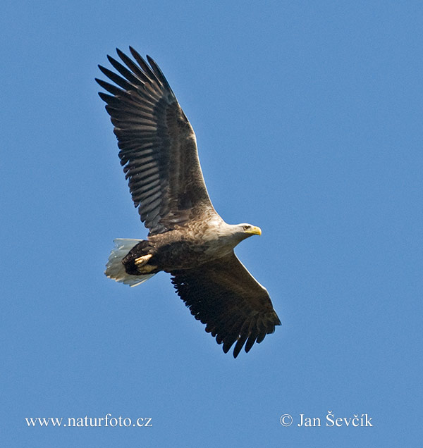 Aquila di mare dalla coda bianca