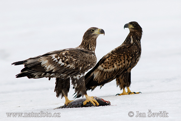 Aquila di mare dalla coda bianca