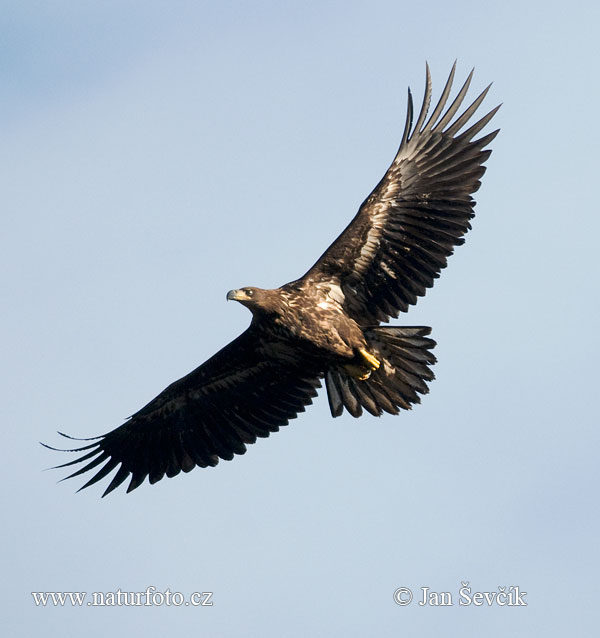 Aquila di mare dalla coda bianca