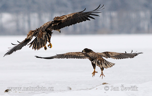 Aquila di mare dalla coda bianca