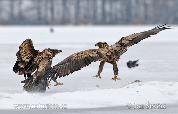 Aquila di mare dalla coda bianca