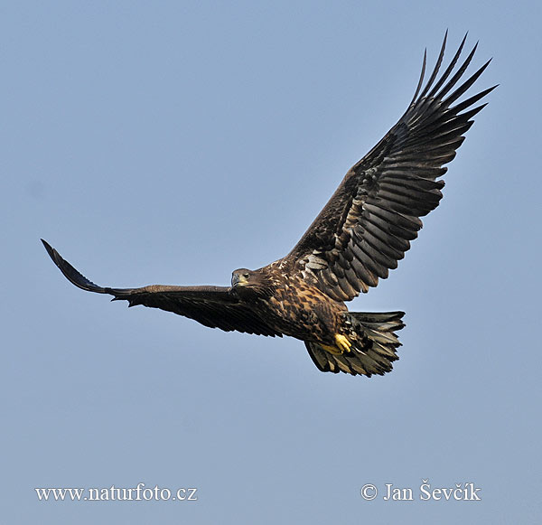 Aquila di mare dalla coda bianca