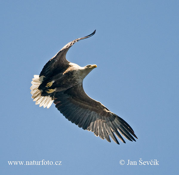 Aquila di mare dalla coda bianca