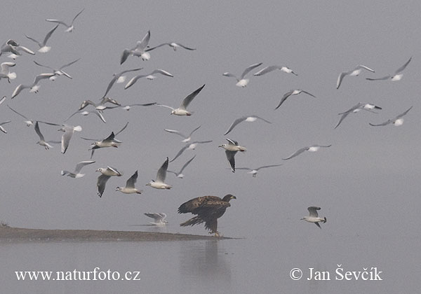 Aquila di mare dalla coda bianca