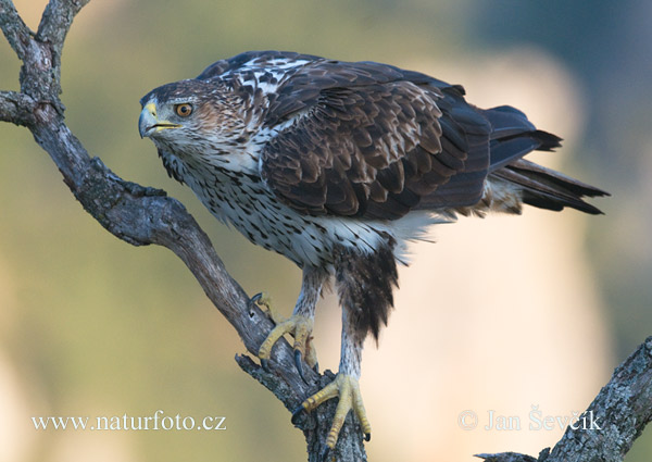 Aquila fasciata