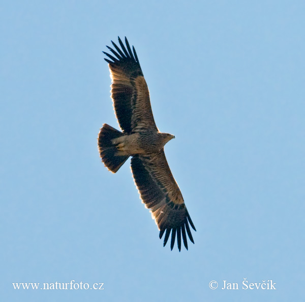 Aquila imperiale