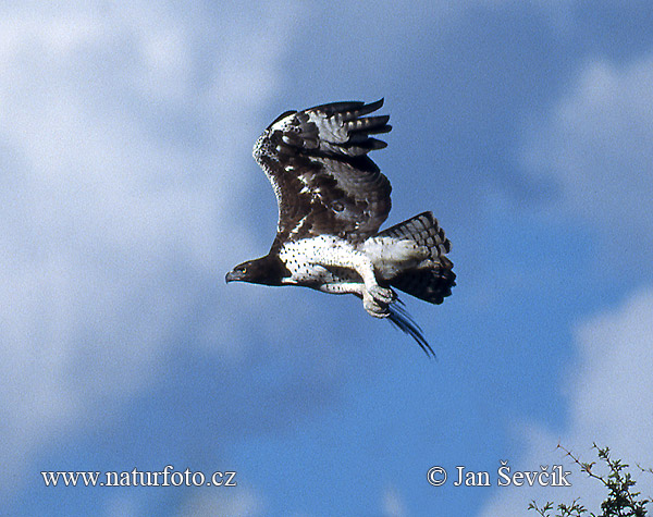 Aquila marziale