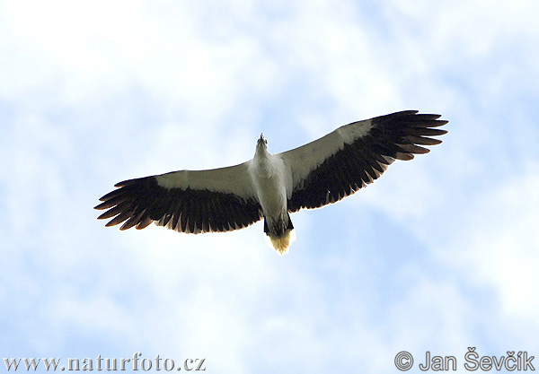 Aquila pescatrice panciabianca