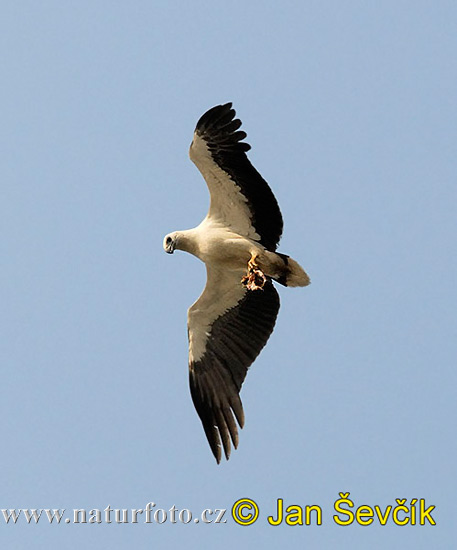 Aquila pescatrice panciabianca