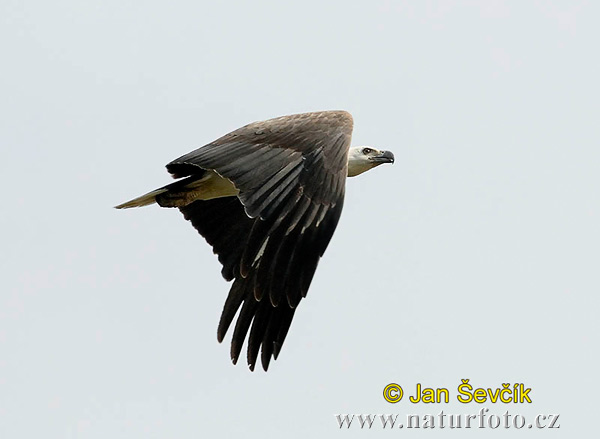 Aquila pescatrice panciabianca