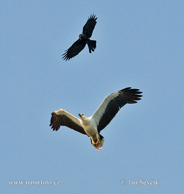 Aquila pescatrice panciabianca