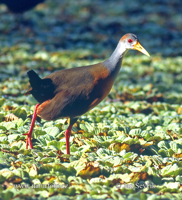 Aramides cajanea