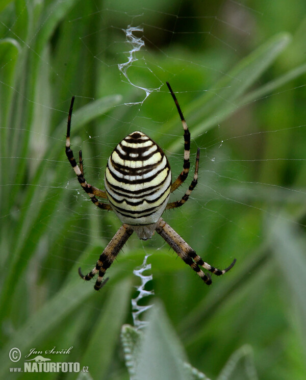 Araña avispa