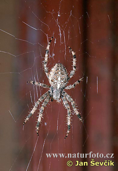 Araña de jardín